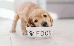 Come nutrire correttamente un cucciolo di cane