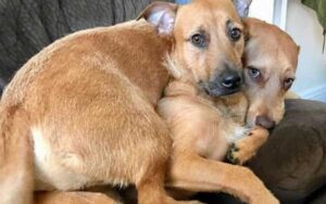 Cane incontra il suo “gemello” per strada e convince il suo padrone ad adottarlo. (Video)