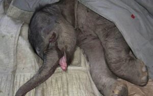 L’elefantino piange per 5 ore. Dopo essere rifiutato dalla madre