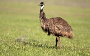 Ritrovato Uovo di Emù nano, un uccello estinto circa 200 anni fa.