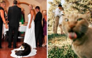 12 animali che hanno rovinato la foto del matrimonio dei loro padroni nel momento perfetto