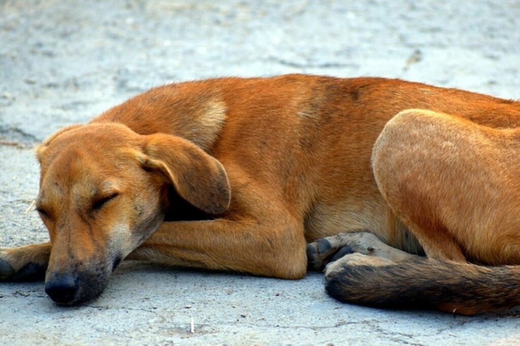 5 posizioni del cane mentre dorme che ti fanno capire il suo stato d'umore