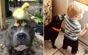 SONO TUTTA LA NOSTRA VITA: 20 FOTO CON CANI CHE SCALDANO L’ANIMA