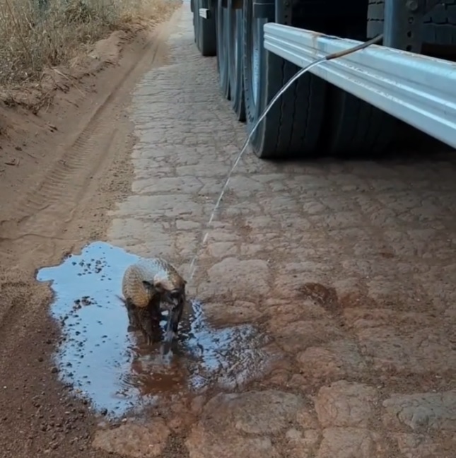 un conducente si accosta per salvare un piccolo armadillo disidratato