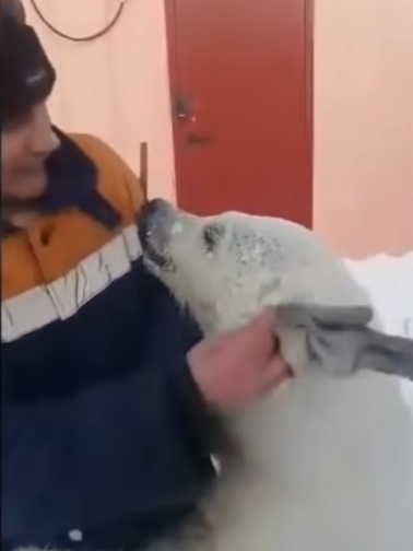 orso viene salvato e accudito da dei minatori dopo aver perso la sua mamma 