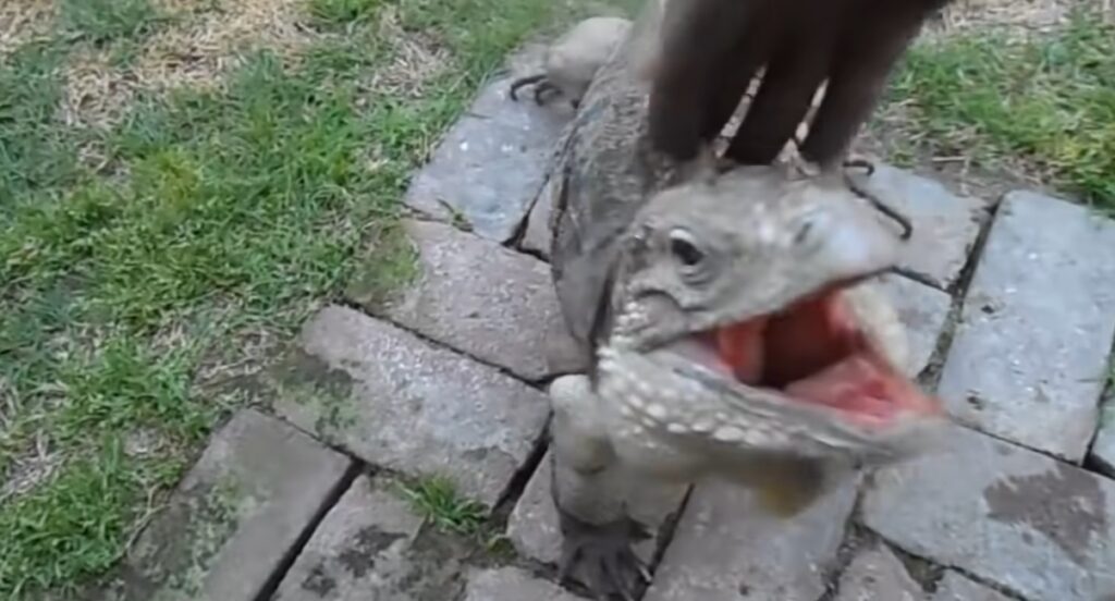 lucertola gigante si comporta proprio come un cane quando viene chiamata dal suo padrone