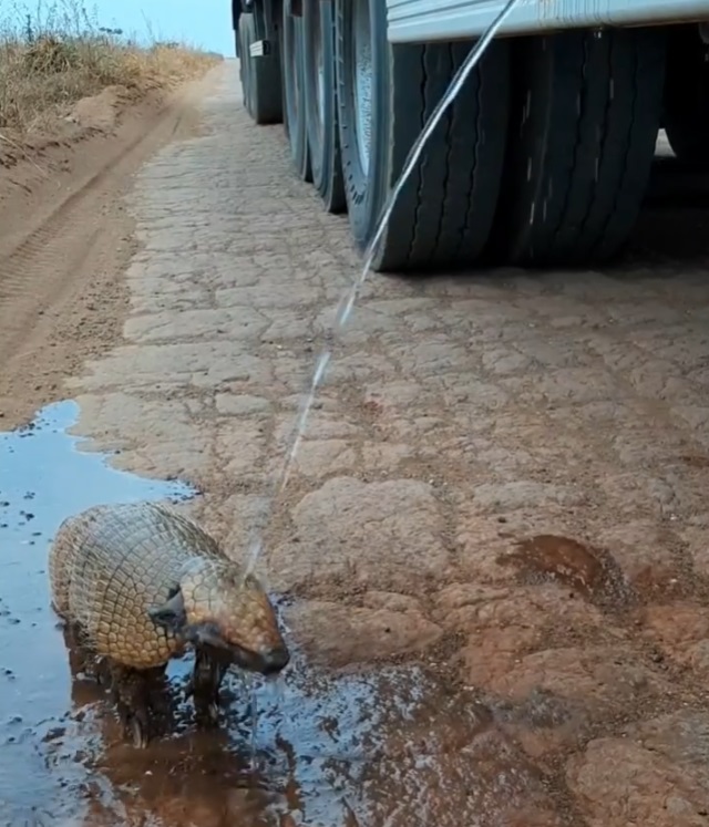 un conducente si accosta per salvare un piccolo armadillo disidratato