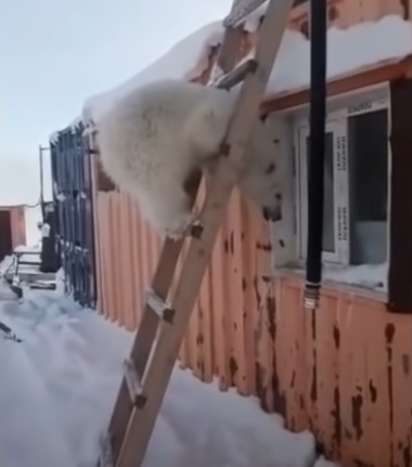 orso viene salvato e accudito da dei minatori dopo aver perso la sua mamma 