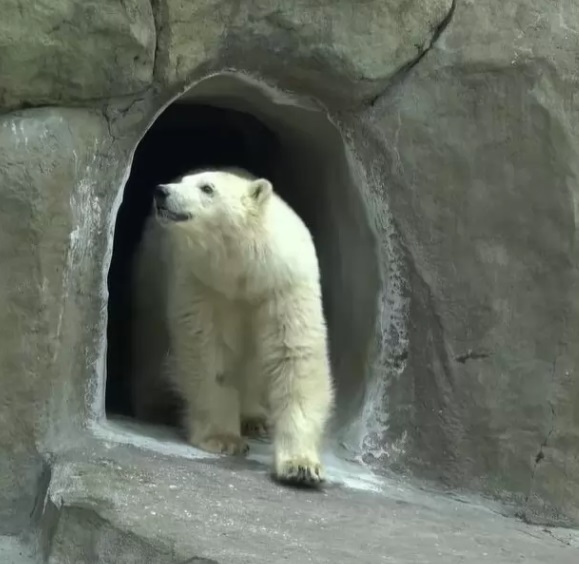 orso viene salvato e accudito da dei minatori dopo aver perso la sua mamma 