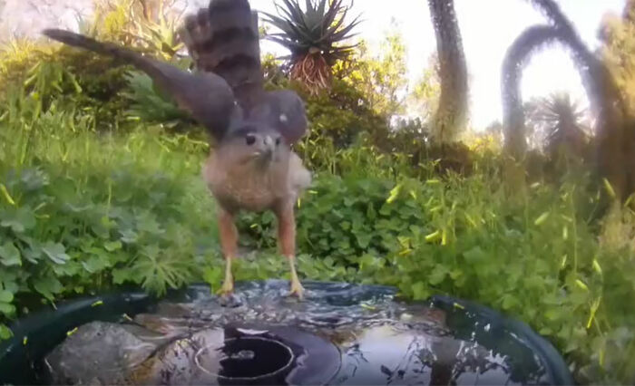 donna installa una fontana fuori la casa per aiutare decine di animali e una videocamera per riprendere gli animali notturni