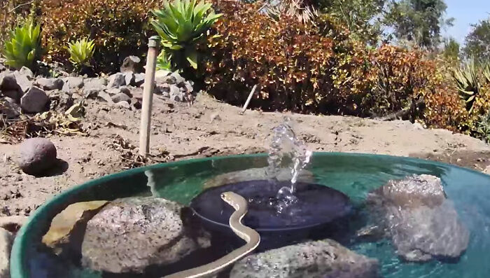 donna installa una fontana fuori la casa per aiutare decine di animali e una videocamera per riprendere gli animali notturni