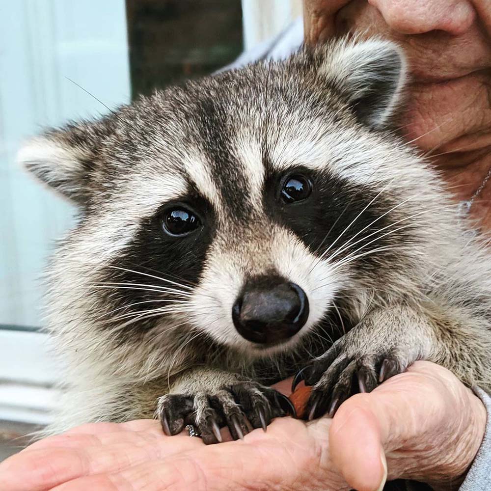 procione torna a far visita alla sua mamma umana periodicamente, dopo che l'ha nutrito e rimesso in libertà