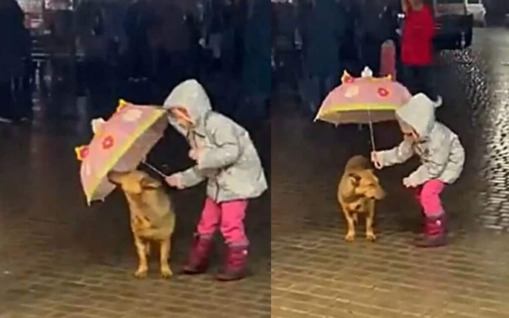 Bambina copre un cane randagio dalla pioggia con il suo ombrello (VIDEO)