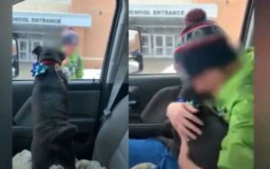 Il bambino ritrova il cane smarrito all’uscita da scuola