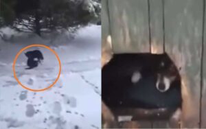 Cane trascina un piccolo gatto nell’unico posto dove sapeva di poter stare al caldo e al sicuro: la sua cuccia