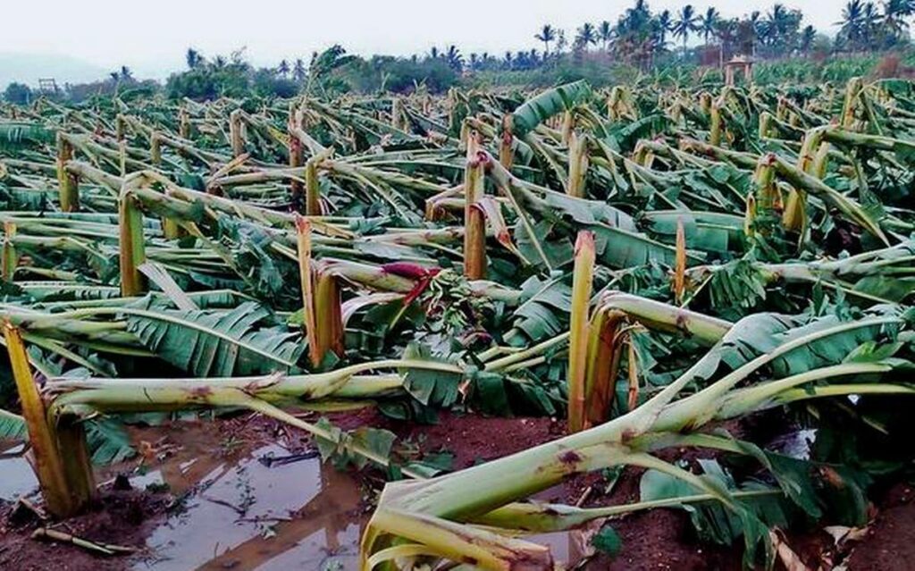  Elefanti in Tamil Nadu distruggono piantagioni di banani, tranne quello con un nido di uccelli sopra