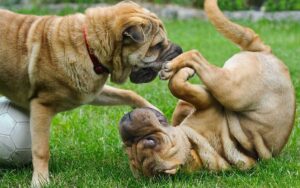 Suggerimenti per introdurre in modo corretto e amichevole due cani che non si conoscono