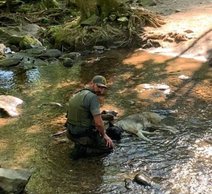 ranger porta a spalla un cane disidratato fino al ruscello più vicino