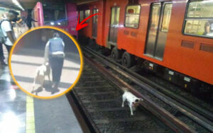 VIDEO: Fermano la metro per salvare un cucciolo sui binari
