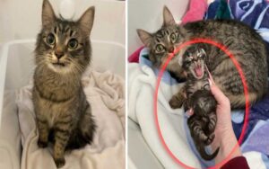 La gattina non riesce a smettere di sorridere quando incontra una famiglia che si prenda cura del suo gattino