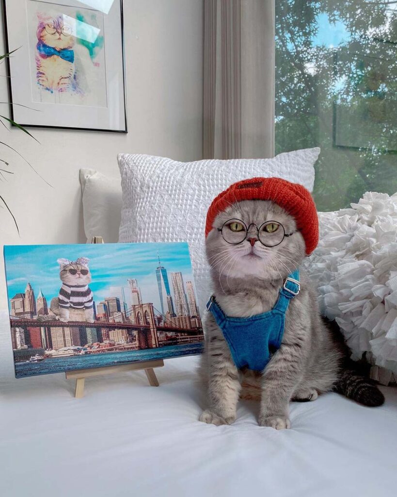 Gatto trova una nuova casa e diventa famoso grazie ai suoi abiti alla moda