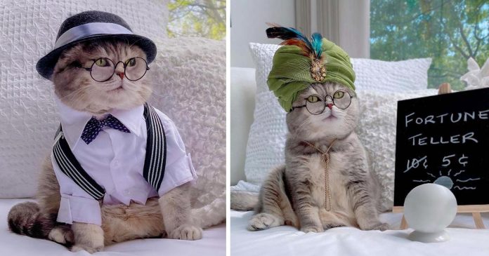 Gatto trova una nuova casa e diventa famoso grazie ai suoi abiti alla moda