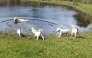 Papà labrador insegna ai suoi cuccioli a nuotare (VIDEO)