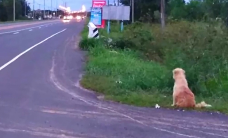 cane dimenticato in una stazione di servizio aspetta la sua famiglia per 4 anni