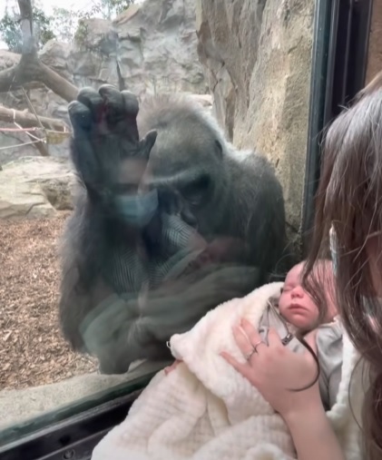 gorilla interagisce con la mamma e il suo bambino all'interno di uno zoo
