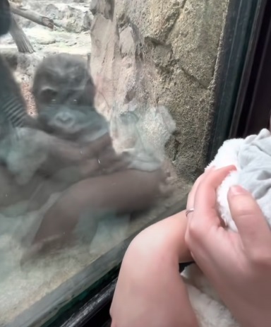 gorilla interagisce con la mamma e il suo bambino all'interno di uno zoo