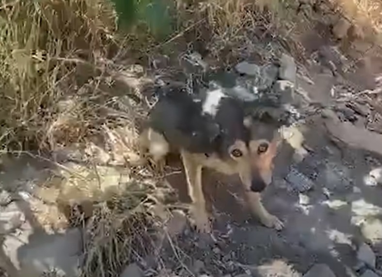 cane incatenato per tutta la vita, riesce a camminare solo in tondo