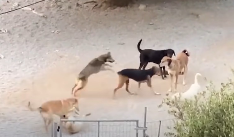 cane incatenato per tutta la vita, riesce a camminare solo in tondo