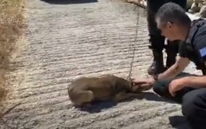 VIDEO: Cane incatenato per tutta la vita riesce a camminare solamente facendo dei cerchi