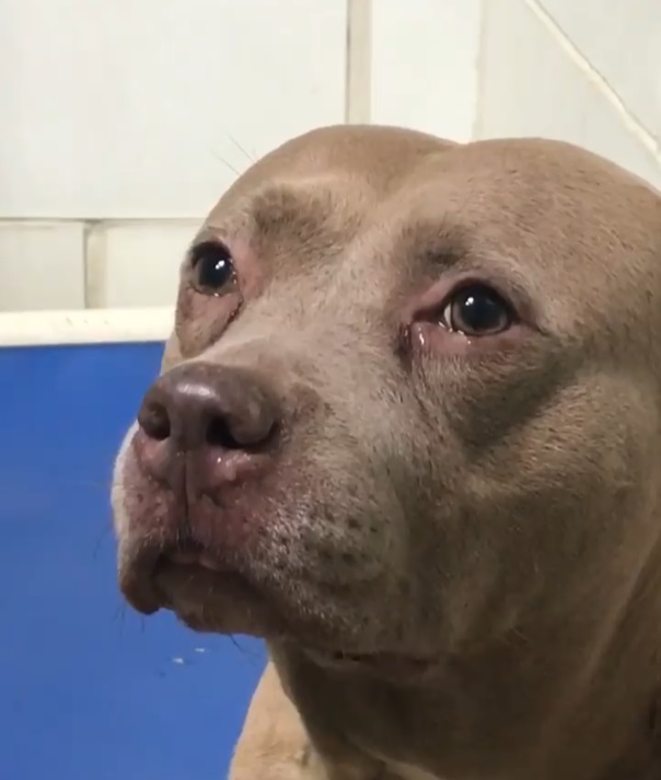 cane piange dopo essere stato messo in un rifugio lontano dai suoi cuccioli
