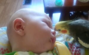 Uccellino da dei baci al bambino e gli canta una melodia per aiutarlo a dormire