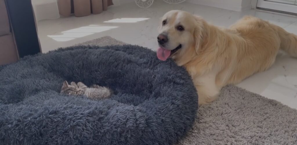 un golden retriever lotta dolcemente con un gattino dopo che ha occupato la sua poltrona