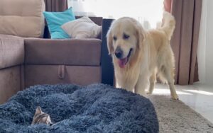 VIDEO: cane lotta dolcemente con un gattino che gli ha rubato la poltrona