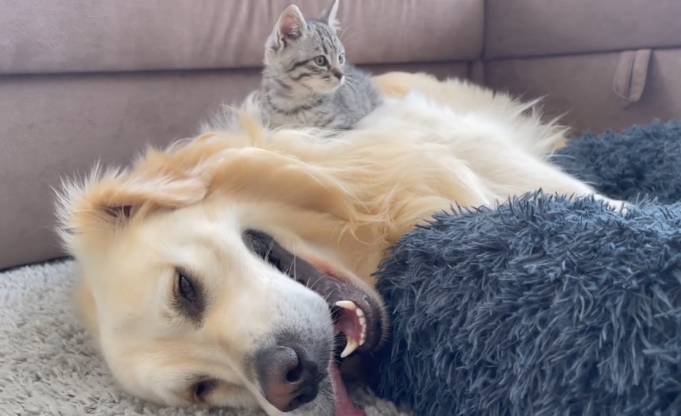 un golden retriever lotta dolcemente con un gattino dopo che ha occupato la sua poltrona