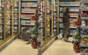 VIDEO: Lucertola di quasi 2 metri entra in un supermercato