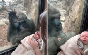 VIDEO: Gorilla vede un neonato in braccio ad una neo-mamma e si avvicina alla donna per osservarlo