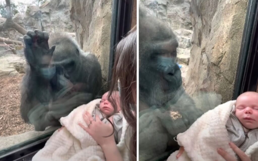 gorilla interagisce con la mamma e il suo bambino all'interno di uno zoo