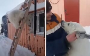 VIDEO: Orso polare rimasto orfano abbraccia i soccorritori che l’hanno salvato