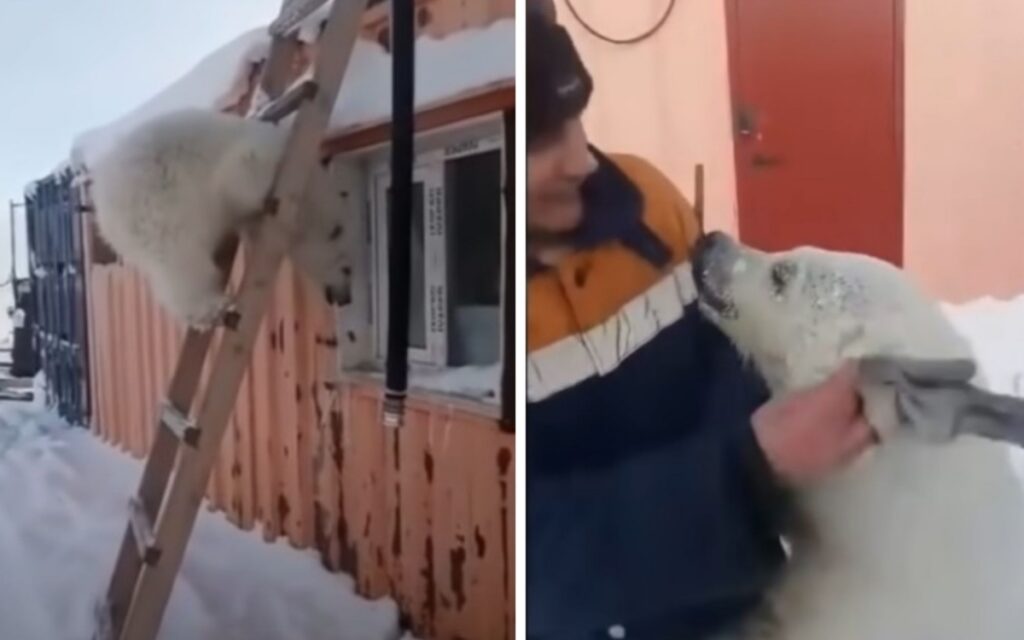 orso viene salvato e accudito da dei minatori dopo aver perso la sua mamma 