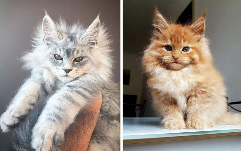 10 gatti Maine Coon che diventeranno enormi