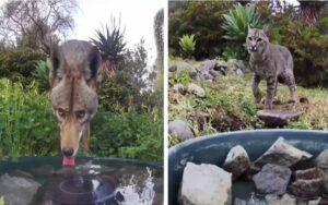 Installa una fontanella nel suo giardino per far bere gli animali selvatici