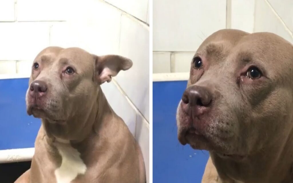 cane piange dopo essere stato messo in un rifugio lontano dai suoi cuccioli