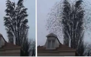 VIDEO: Stormo di uccelli prende il volo da “dentro” un albero