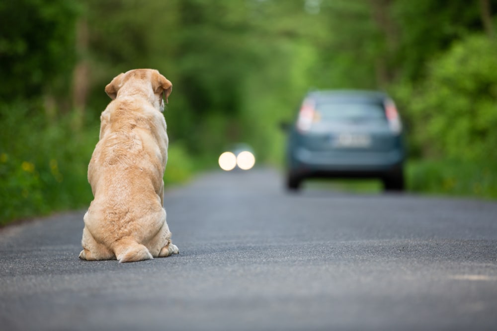 comportamenti da adottare nel caso si trovi un cane smarrito