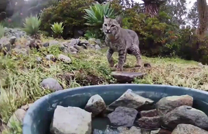 donna installa una fontana fuori la casa per aiutare decine di animali e una videocamera per riprendere gli animali notturni