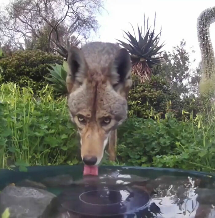 donna installa una fontana fuori la casa per aiutare decine di animali e una videocamera per riprendere gli animali notturni